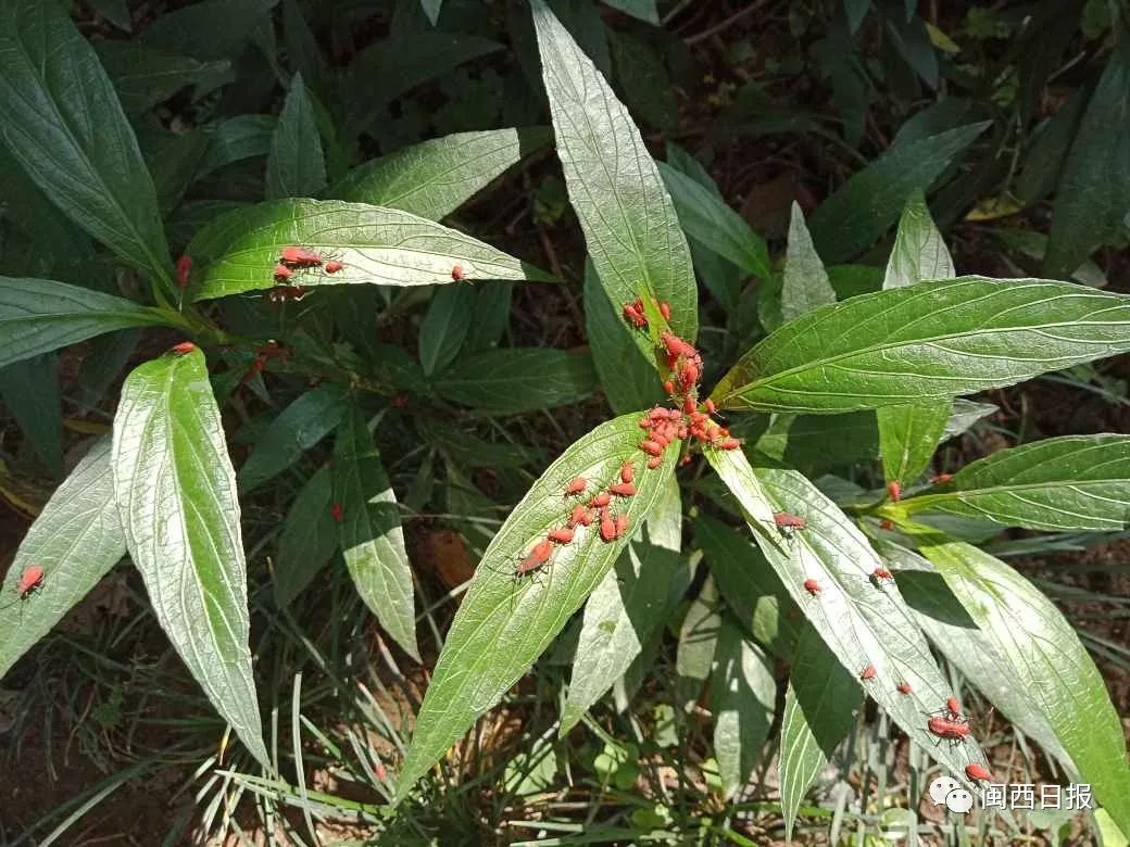 "端午节前夕,龙岩市民@茂茂在朋友圈发了一张疑似石锣鼓公园出现红