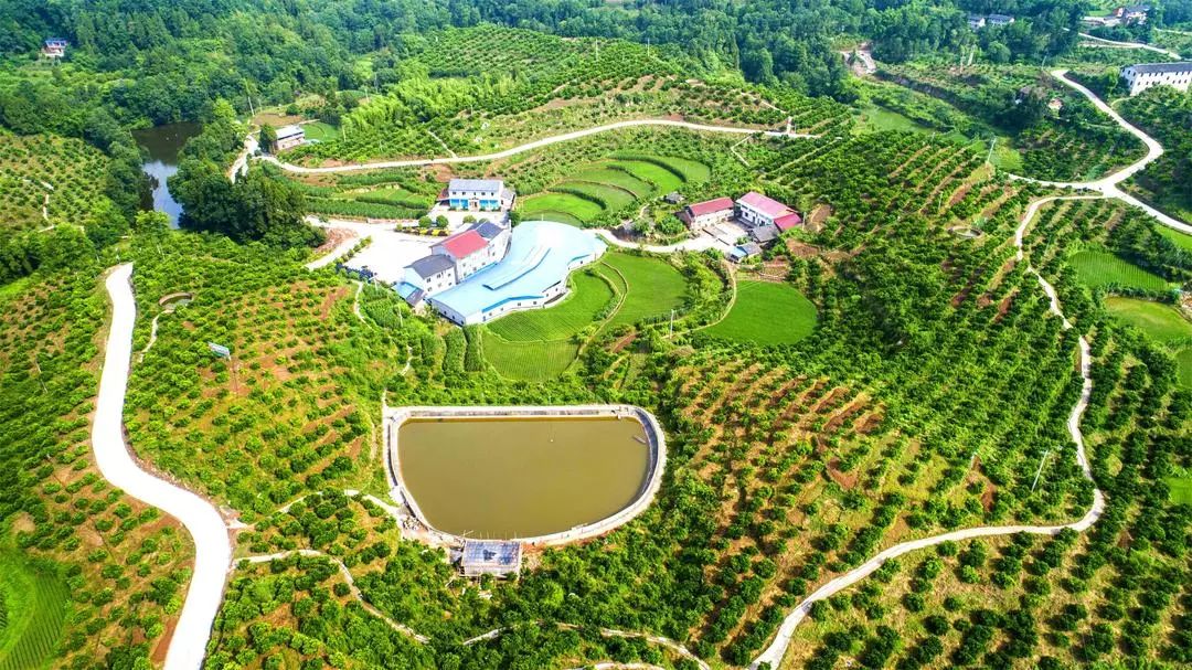巴渝风 | 来这里,赏半城山水满城橘