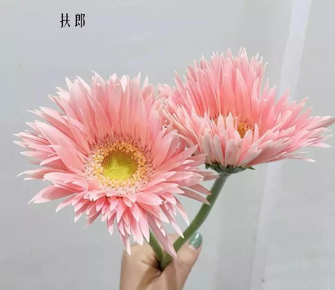 奇梅花道花艺培训|精选百种花店常见花材,你能叫出它们的名字吗?(三)