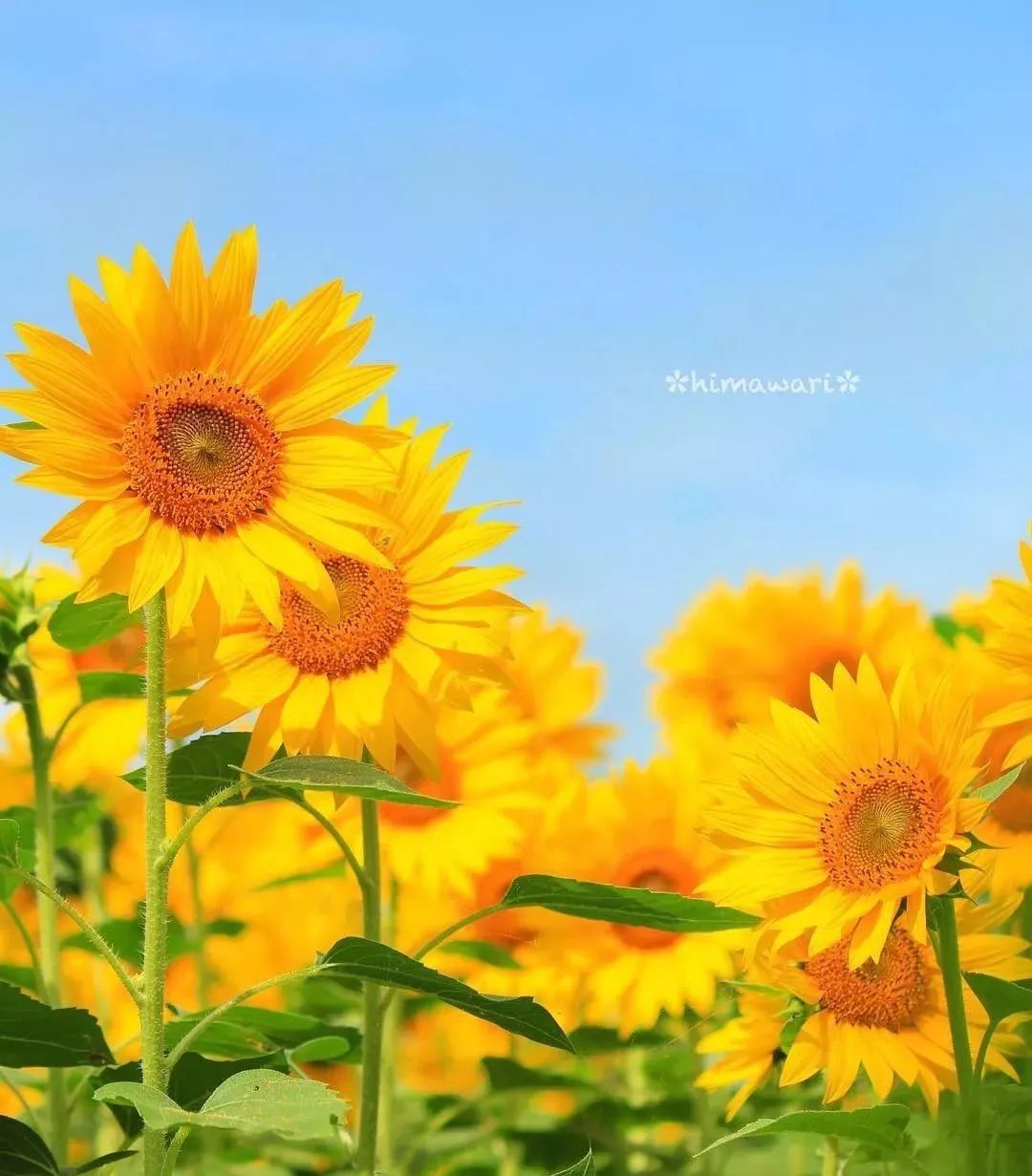 父亲节花礼 | 你是我的Superman