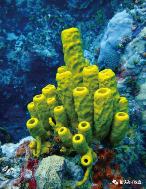 海洋小知识——浅海生物—管状海绵