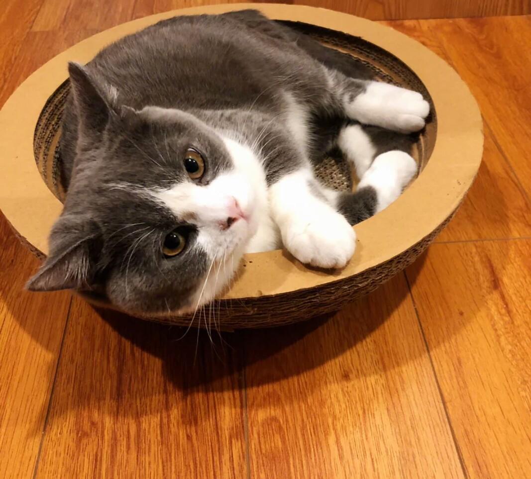 猫咪的应激反应,到底是什么表现,铲屎官做好这