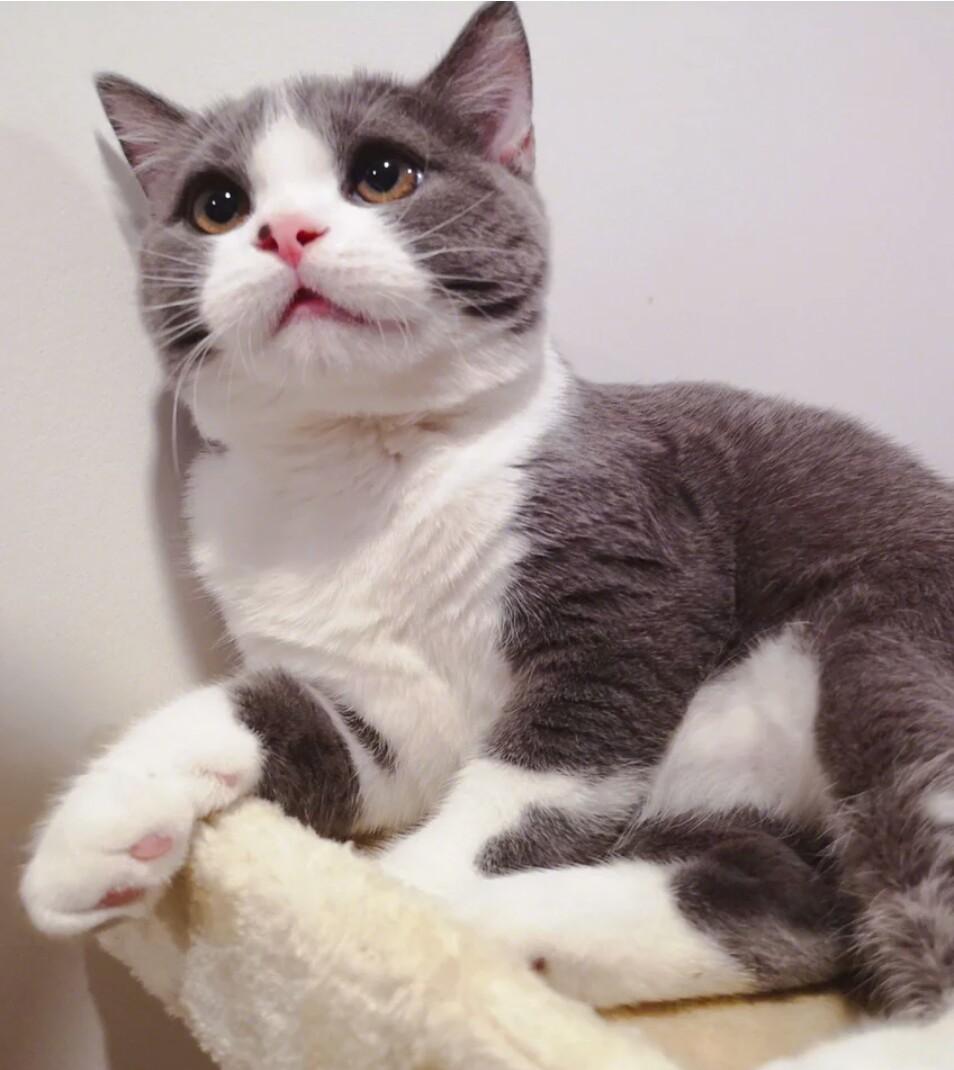 猫咪的应激反应,到底是什么表现,铲屎官做好这