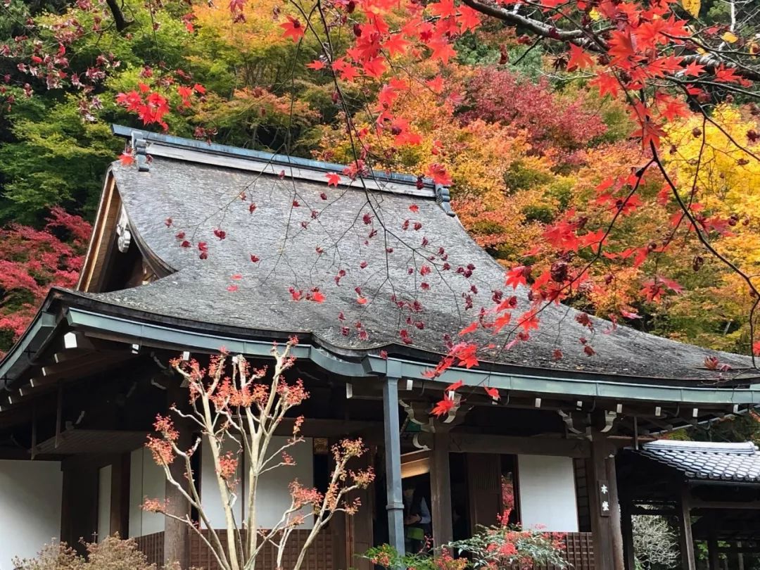 下一站京都隐居闹市传统町屋私享和风庭院仪式感晚餐解锁小众地道好
