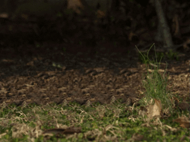 这只沙雕哈士奇坐到树上的一刻,一定没有想到会在人类世界引起这么大