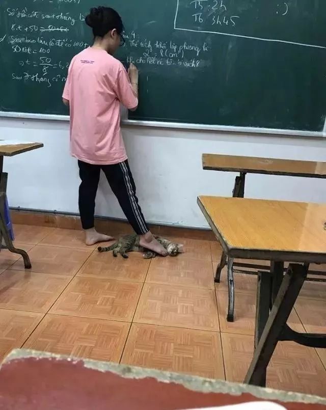 喵就快要被老师踩扁了,猫咪一脸的窒息啊!