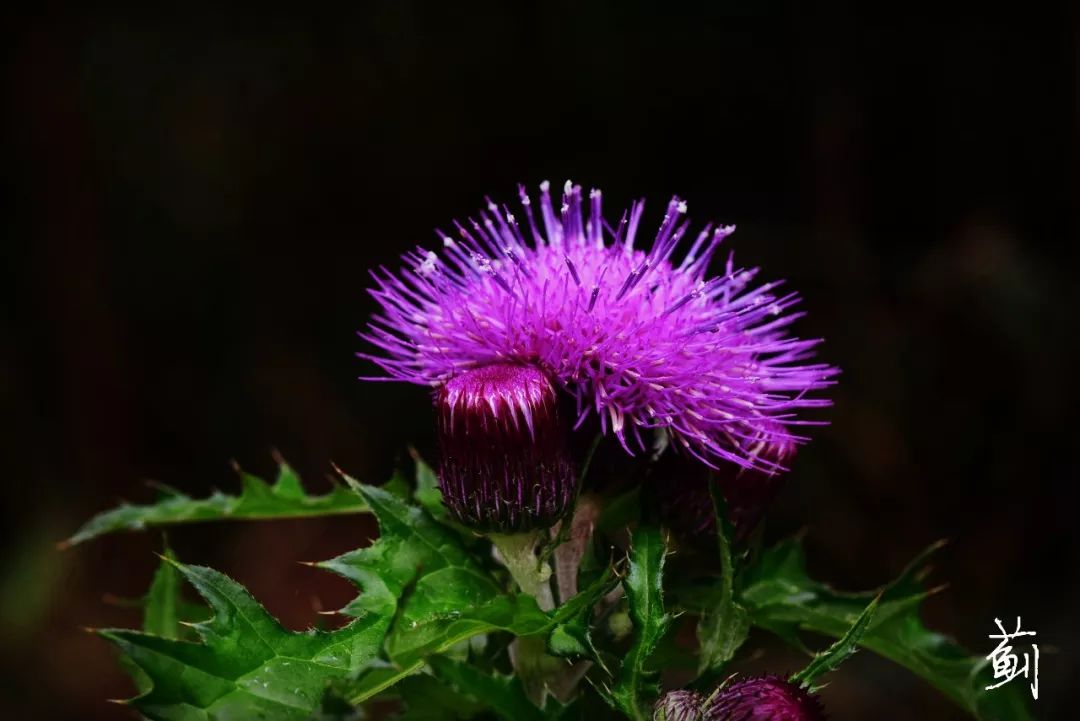 我与春的约定花开自芳菲终