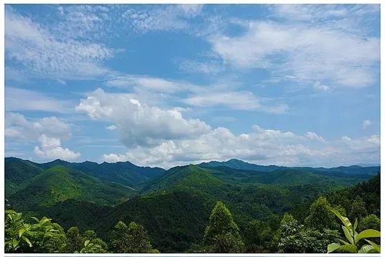 2223日云浮大云雾山登山摘野生捻子