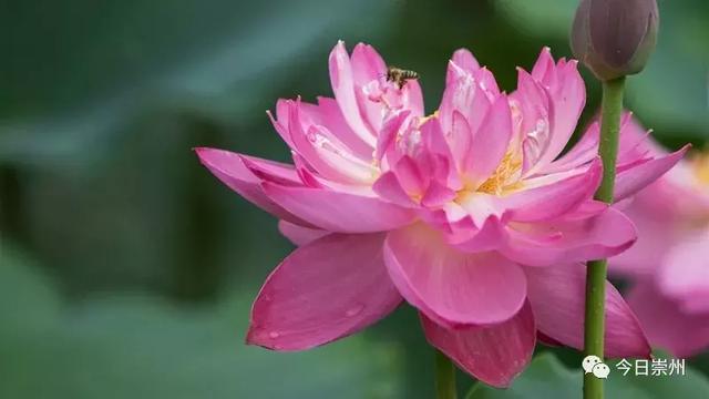 你多久没陪他了？这个父亲节，带baba来崇州赏荷花······