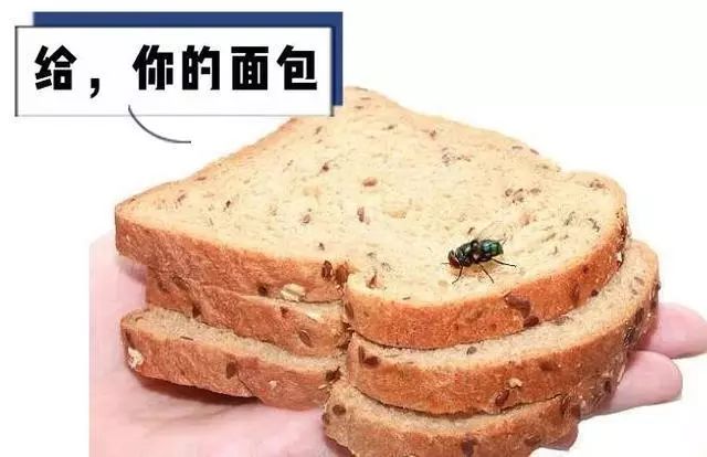 苍蝇落在食物上会发生什么?太刺激了!