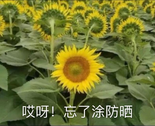 向日葵她是不是和太阳吵架了表情包|哼,生气了,哄不好的那种