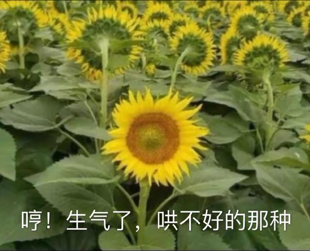 向日葵她是不是和太阳吵架了表情包|哼,生气了,哄不好的那种