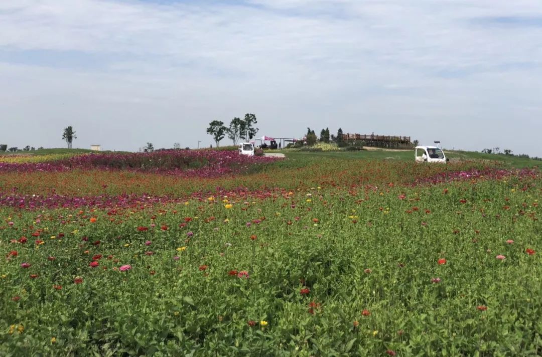 在此期间,洪旅集团为"万人游洪湖"活动补贴约150万元, 旗下金湾花海