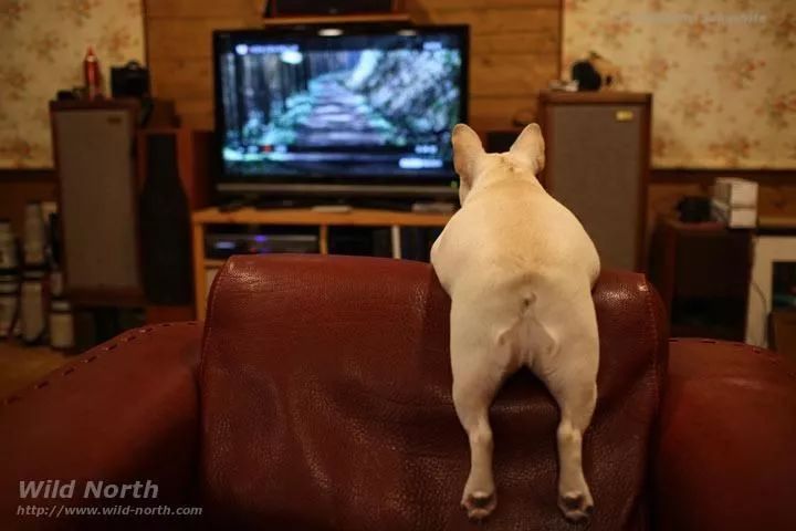 100只狗狗电影院看电影,你怎么看?