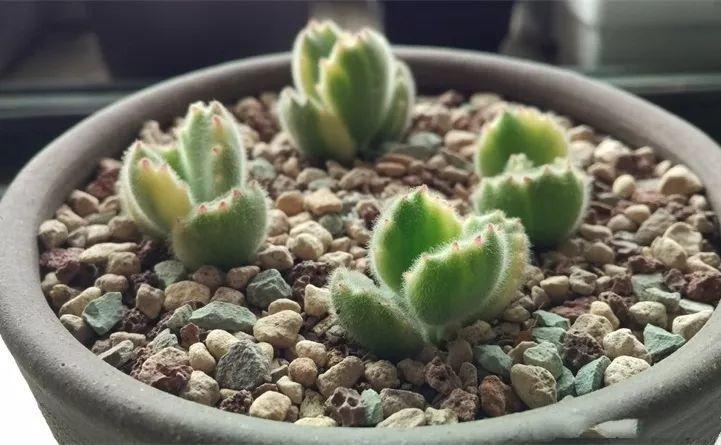 这6种多肉,尽量"别入坑,小时候越好看,长大越磕碜!