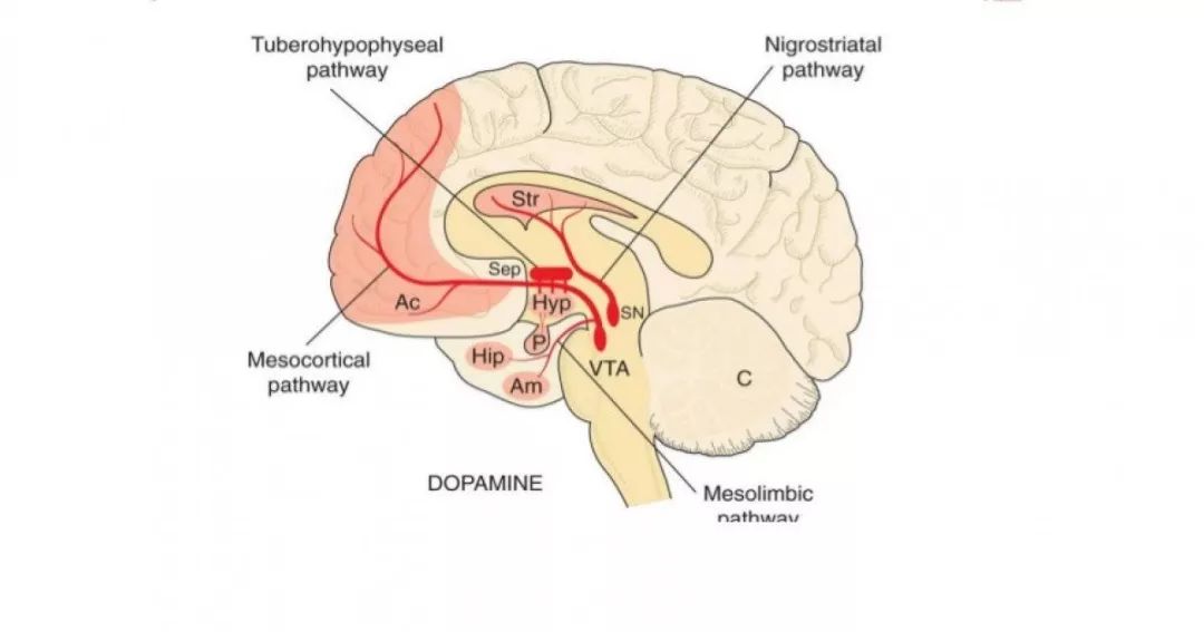 对于我们要了解多巴胺能神经元通路,了解作用,以及受体分布.