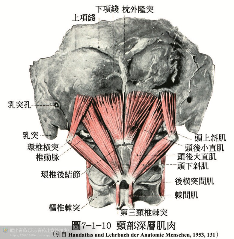 人体解剖骨骼肌肉超全面的套图