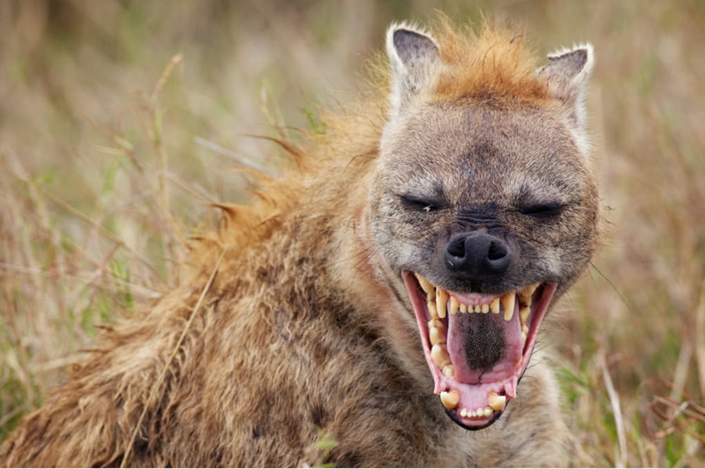 鬣狗常被人们误解"臭名昭著",其实它们比狮子还勤奋