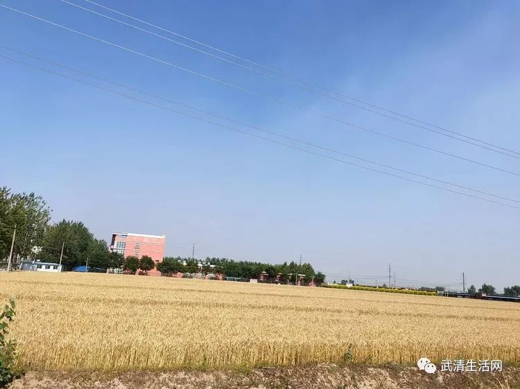 喜悦的小麦子 e49b12f07d8341a6a1a0fc7ca6989d75.jpeg