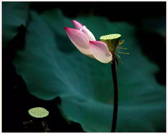 小荷才露尖尖角猜一成语_小荷才露尖尖角图片