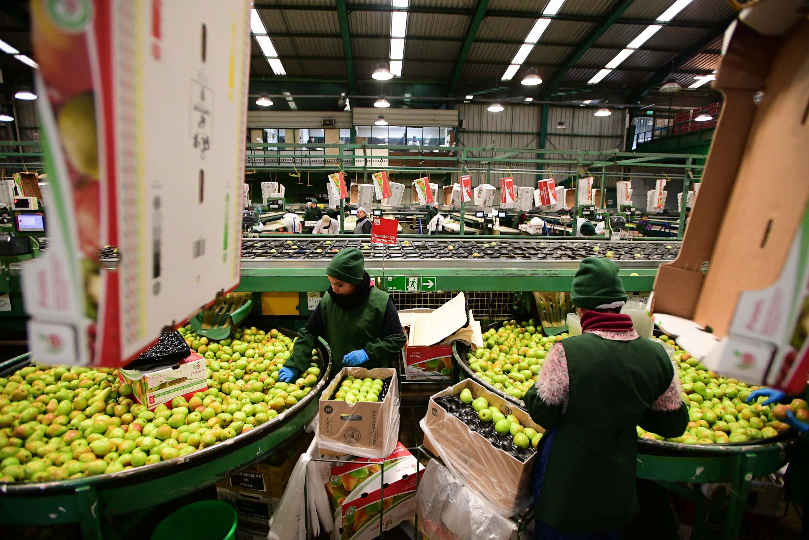 6月14日,在智利中部奥希金斯大区的圣费尔南多水果加工厂,工人在包装