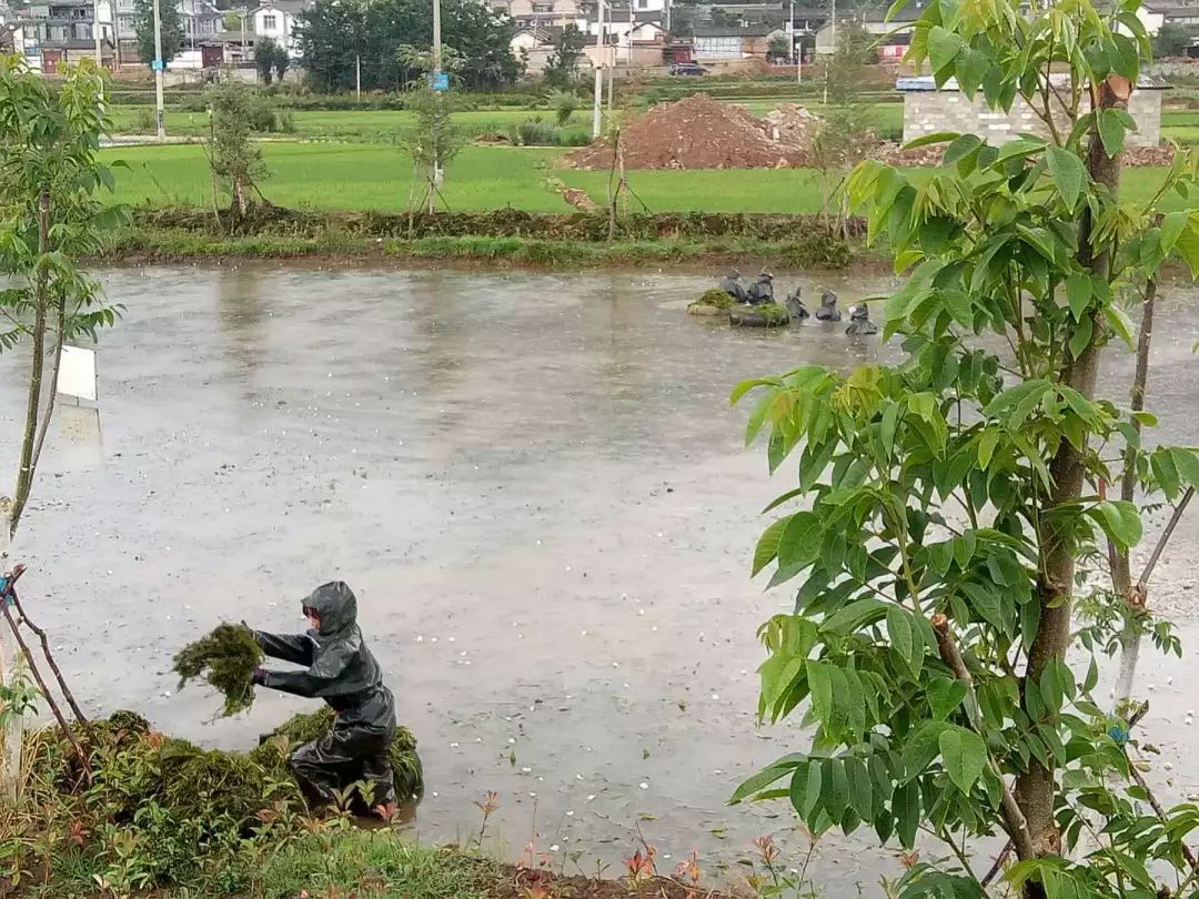 初期雨水防控情况速报_洱海