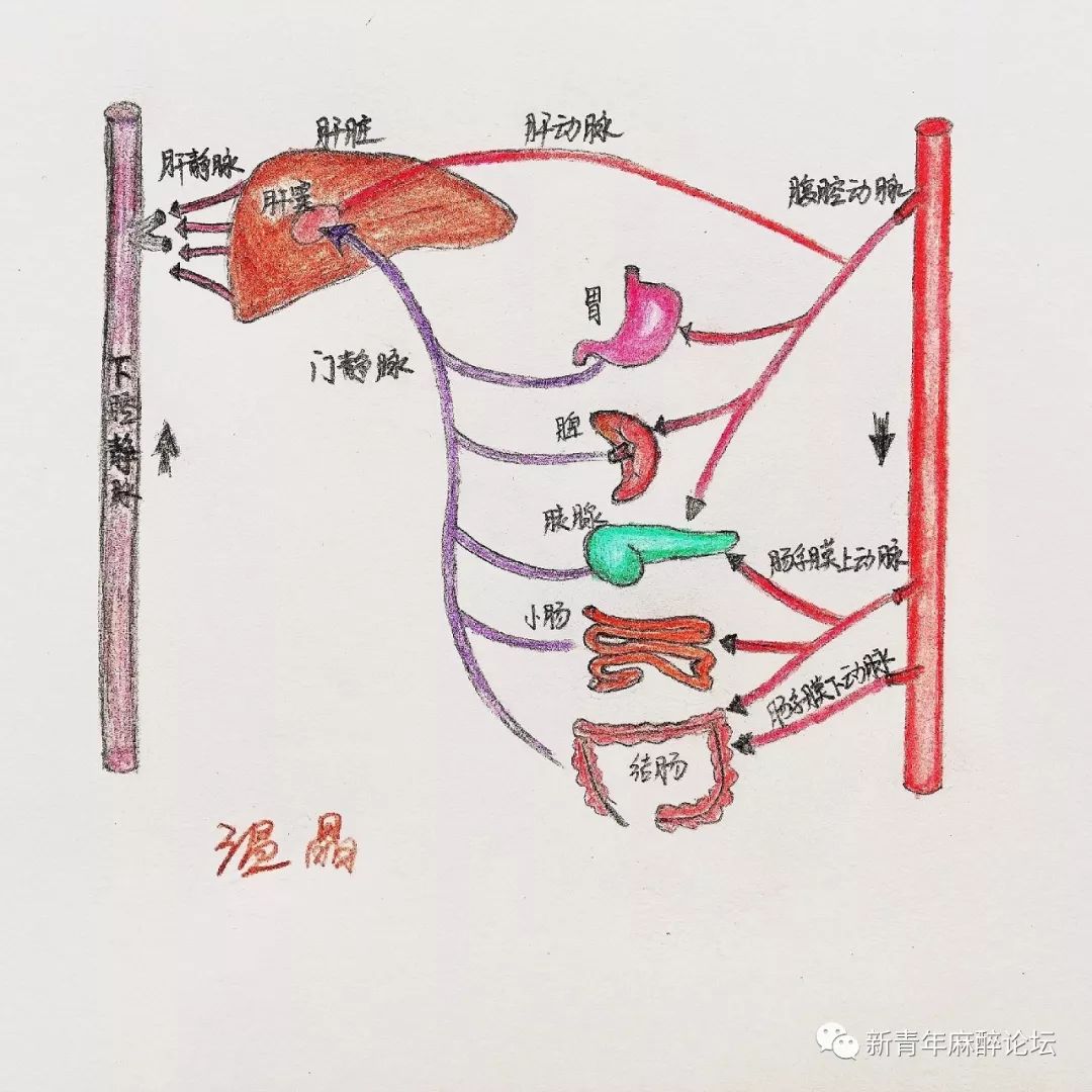 第220讲肝硬化患者围术期肺保护易斌陆智杰苏振波教授附第219讲高清