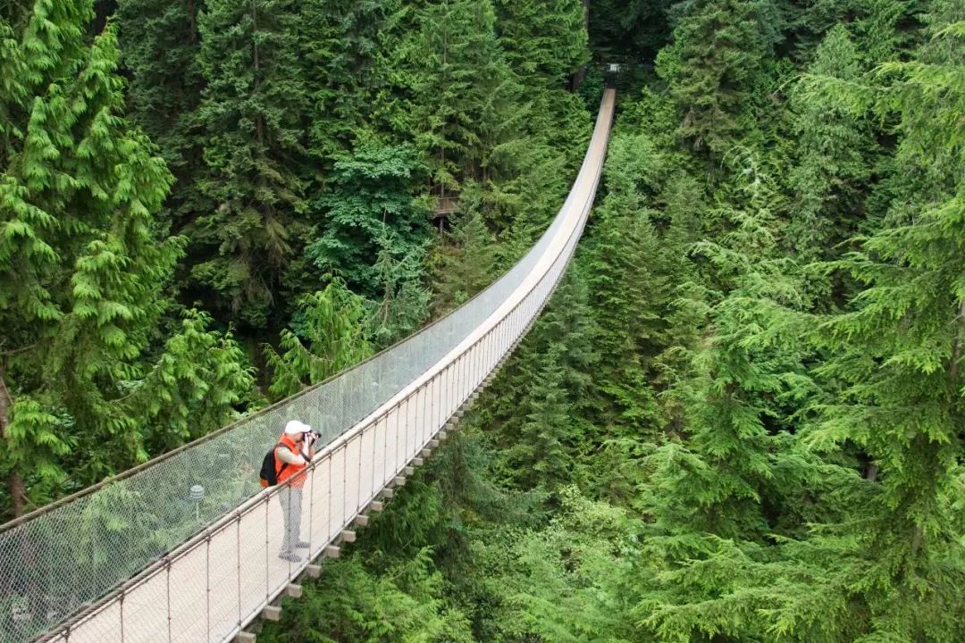 温哥华有多少人口_温哥华岛狼(3)
