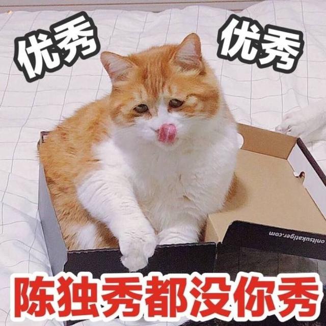 猫咪表情包|这拳下去,你会变得傻fufu