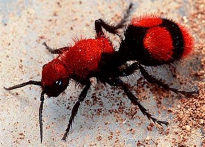 你可能永远不知道的地球上得10种最奇特的蚂蚁存在