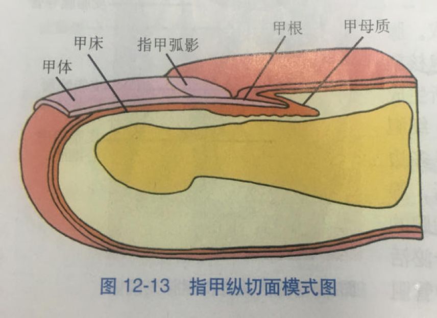 指甲的结构—01关于宝宝的指甲和健康的关系,有很多说法,它们有的有