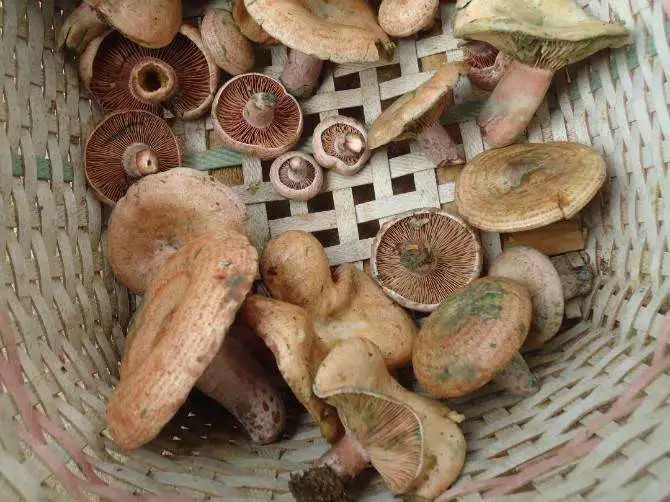 我省的蘑菇种类估计在  1000 种以上,其中很多种类可以食用,很多种类