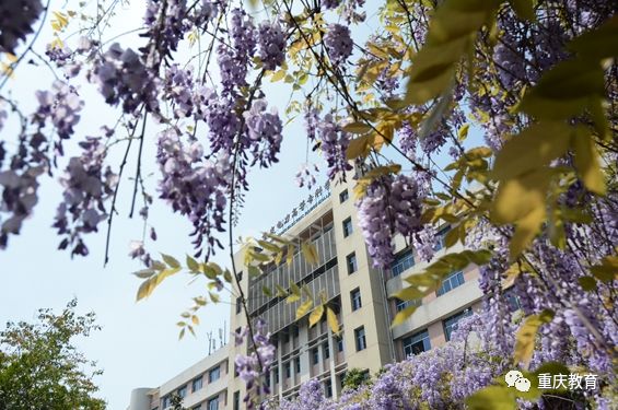 招办主任来帮忙丨重庆电力高等专科学校招生就业处处长杨婷婷访谈