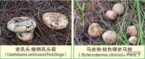 尤其是颜色鲜艳的菌,也不要吃生长过熟或者幼小的野生菌