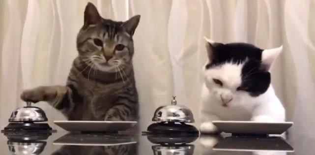 起初我还在担心这猫会不会学不会啊?毕竟这样玩意也是挺难.