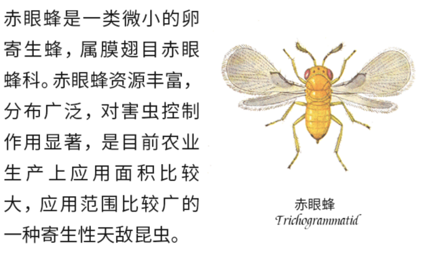 我们可以购买赤眼蜂来释放,赤眼蜂能够敏感的捕抓害虫产卵时的信息素