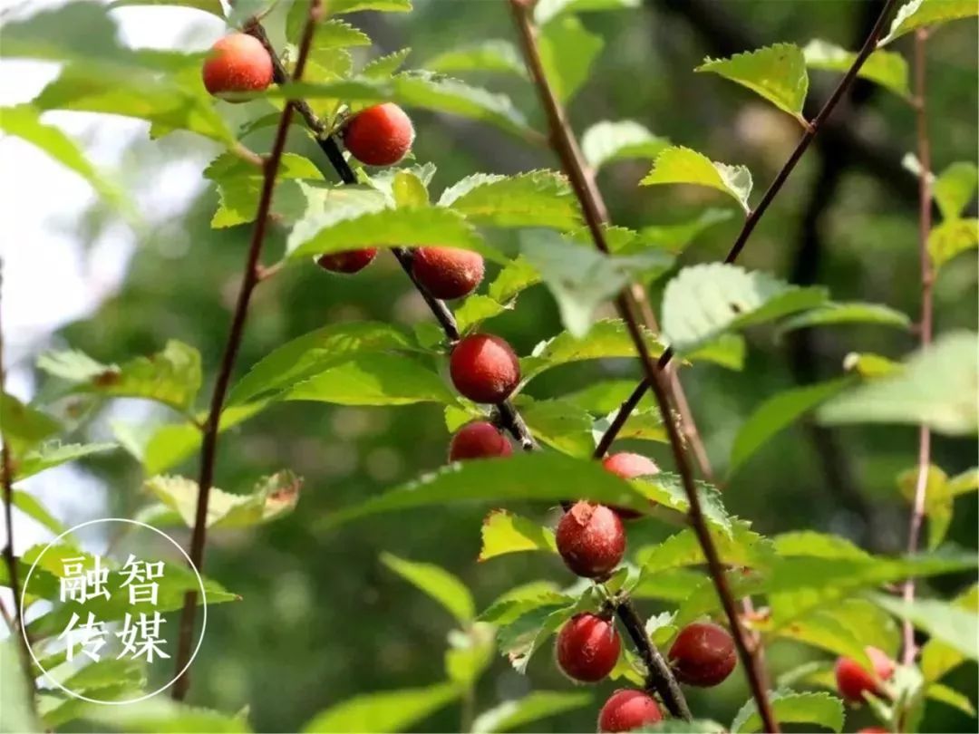 清潩河游园内的榆叶梅果实. 记者 张汉杰 摄