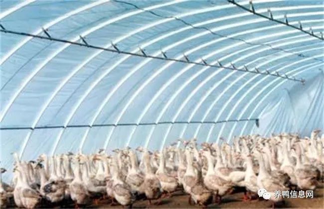 夏季肉鸭养殖技术