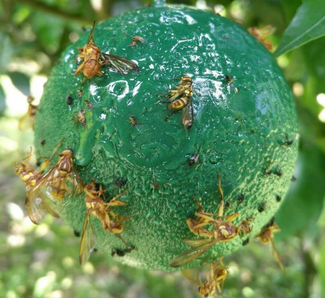 黄板主要诱杀蚜虫,粉虱,美洲斑潜蝇等害虫,这些害虫可能传播病毒