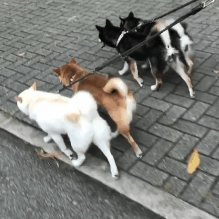 集齐白赤黑三色柴犬的日常，每个镜头都要被萌炸！