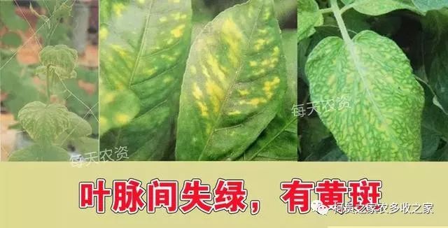 缺锌的时候,植物的生长会受到抑制,尤其是节间生长严重受阻,表现出