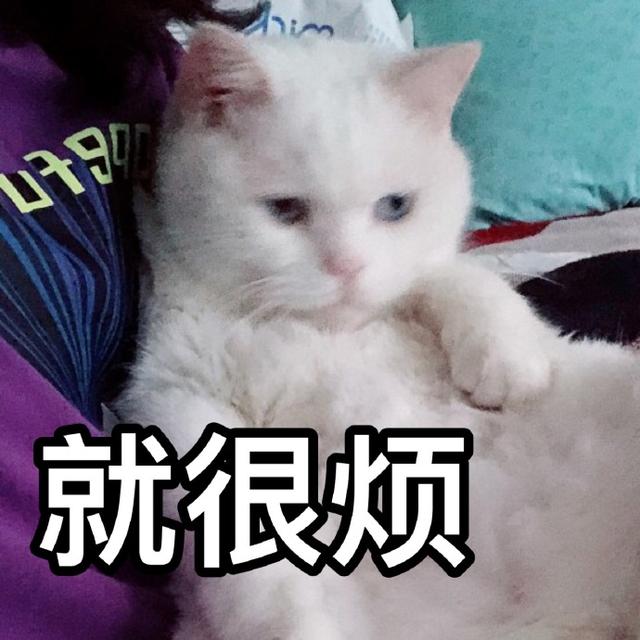 猫咪表情包|睡了告辞