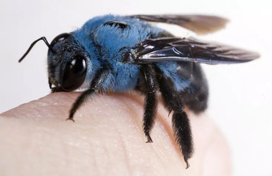 xylocopa caerulea,蓝色木匠蜂.