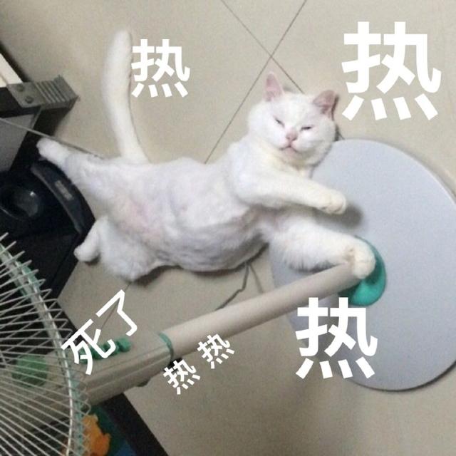 猫咪表情包|睡了告辞