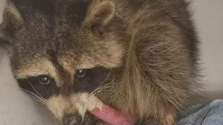 【本地】新省一只小浣熊差点被塑料环勒死