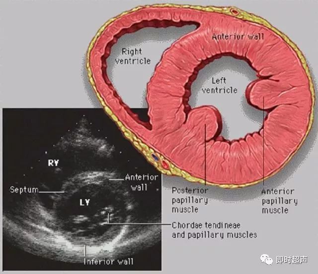 心脏超声图片与断层解剖对照图