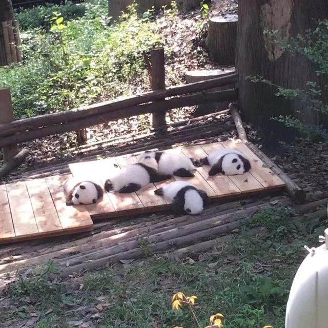 可爱到爆的小动物们，每一张都好治愈~