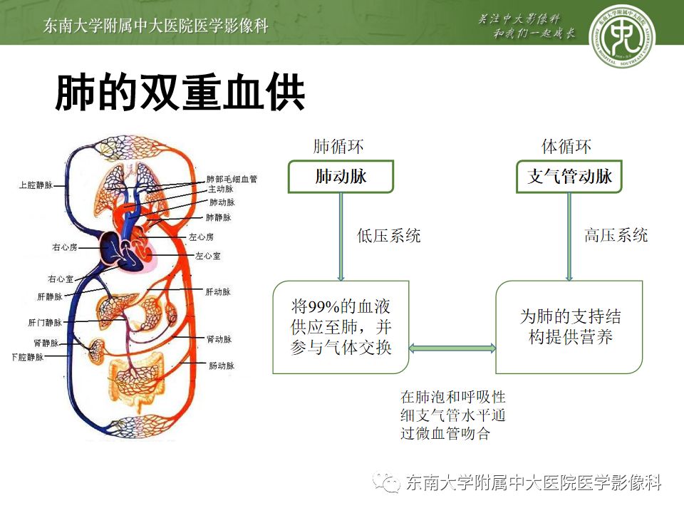 支气管动脉解剖及异常影像表现