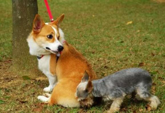 狗咬屁股猜成语_看图猜成语