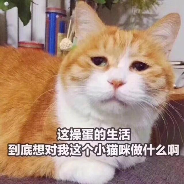 猫咪表情包|这拳下去,你会变得傻fufu